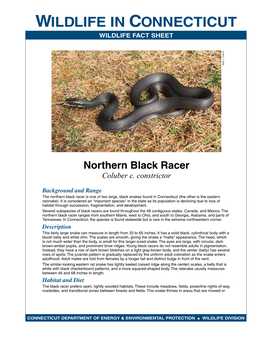 Northern Black Racer Fact Sheet