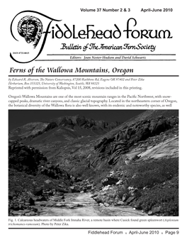 Ferns of the Wallowa Mountains, Oregon by Edward R