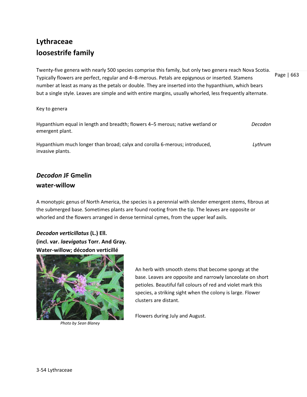 Lythraceae Loosestrife Family