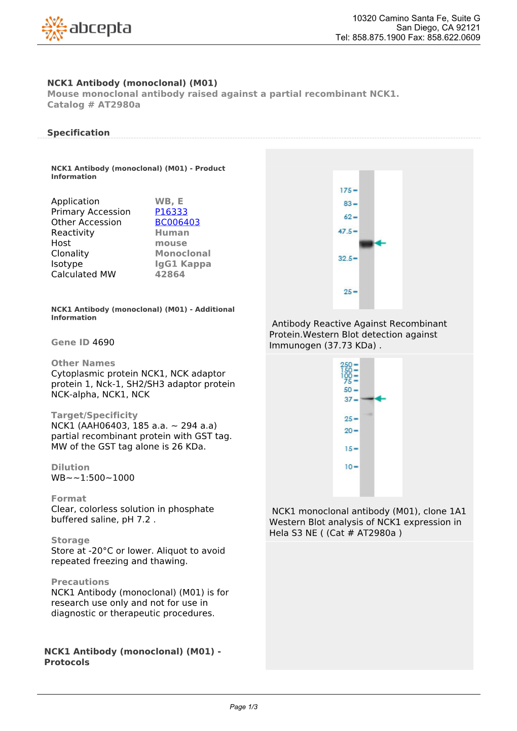 NCK1 Antibody (Monoclonal) (M01) Mouse Monoclonal Antibody Raised Against a Partial Recombinant NCK1