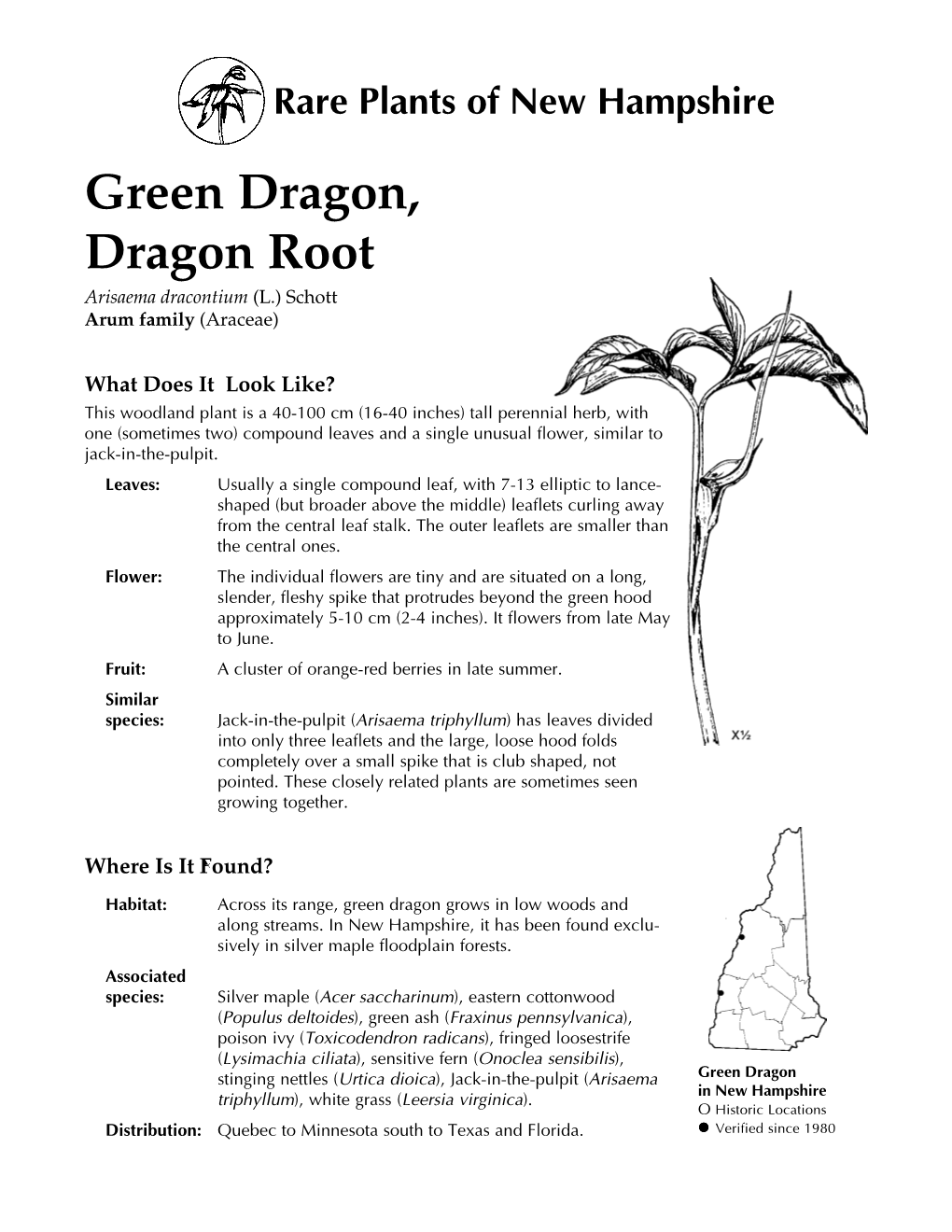 Green Dragon, Dragon Root Arisaema Dracontium (L.) Schott Arum Family (Araceae)