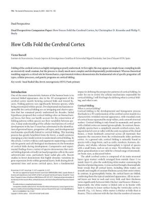 How Cells Fold the Cerebral Cortex