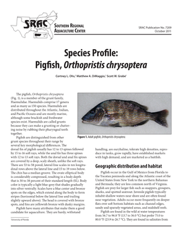 Species Profile: Pigfish, Orthopristis Chrysoptera