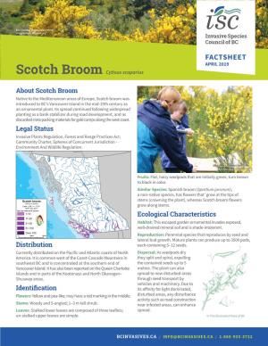 FACTSHEET APRIL 2019 Scotch Broom Cytisus Scoparius