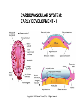 Cardiovascular System: Early Development