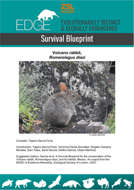 Volcano Rabbit, Romerolagus Diazi