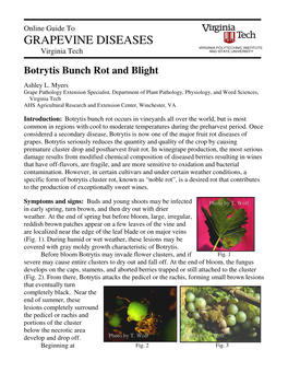Botrytis Bunch Rot and Blight