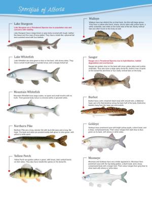 Sport-Fish-Identification.Pdf