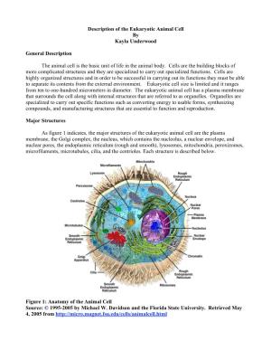 Description of the Eukaryotic Animal Cell by Kayla Underwood General