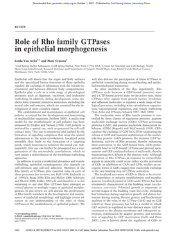 Role of Rho Family Gtpases in Epithelial Morphogenesis