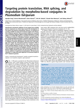 Targeting Protein Translation, RNA Splicing, and Degradation by Morpholino-Based Conjugates in Plasmodium Falciparum