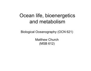 Ocean Life, Bioenergetics and Metabolism
