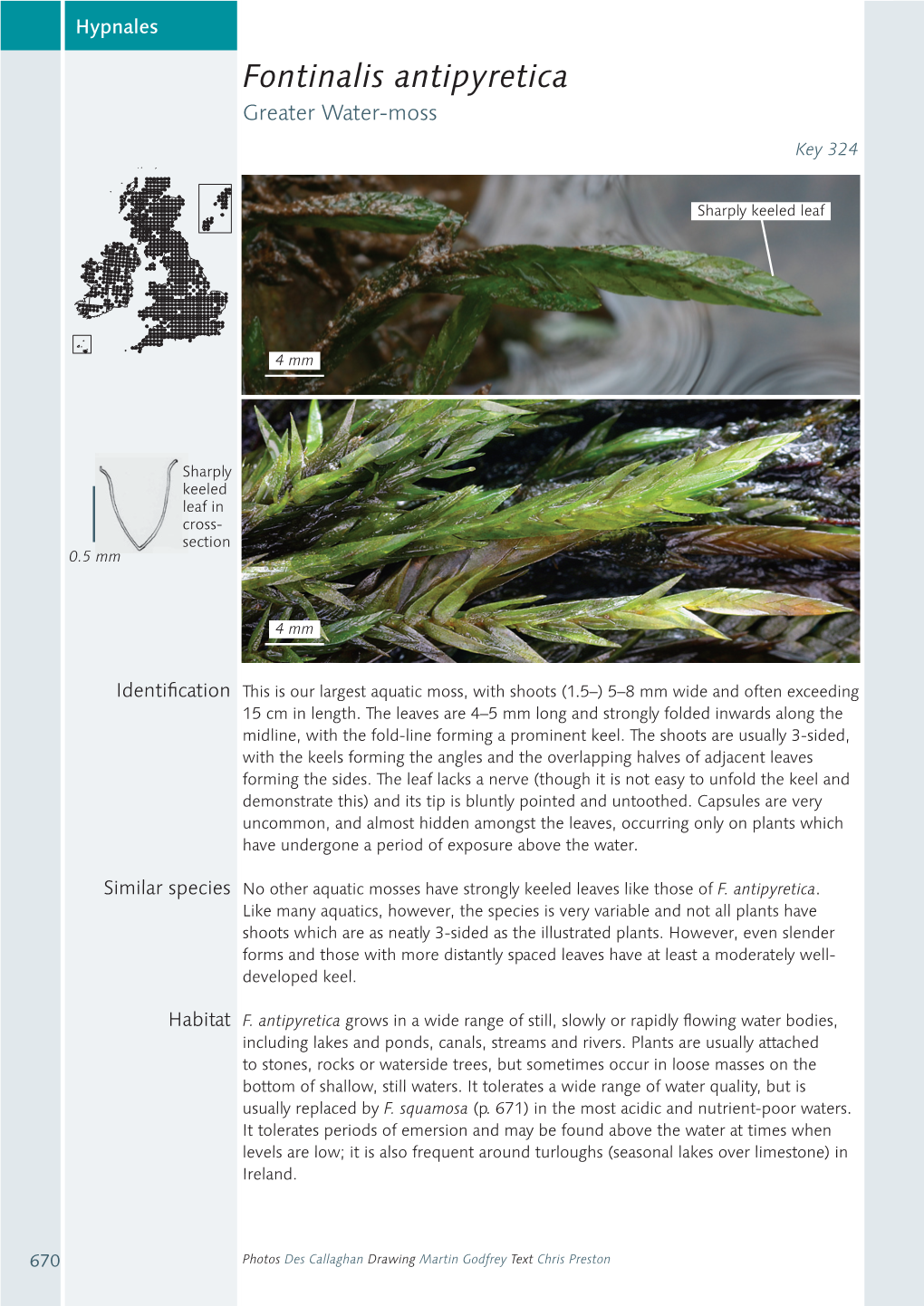Fontinalis Antipyretica Greater Water-Moss Key 324
