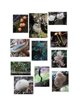 Slime Molds and Fungi Report 2016