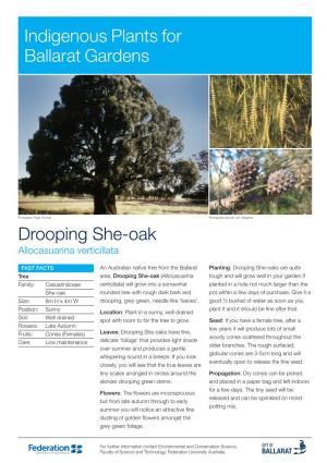 Drooping She-Oak Indigenous Plants for Ballarat Gardens