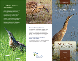 American Bittern Bitterns Likely Declined Greatly in the Botaurus Lentiginosus Central Valley with the Dramatic Loss of Historical Wetlands