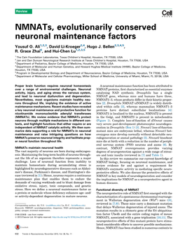Nmnats, Evolutionarily Conserved Neuronal Maintenance Factors
