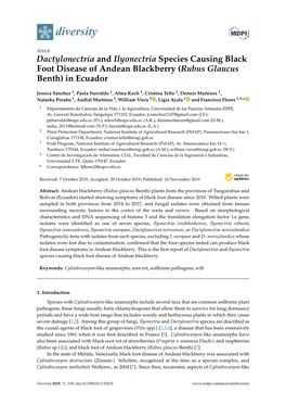 Dactylonectria and Ilyonectria Species Causing Black Foot Disease of Andean Blackberry (Rubus Glaucus Benth) in Ecuador