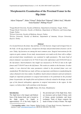 Morphometric Examination of the Proximal Femur in the Hip Joint