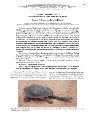 Chelodina Expansa Gray 1857 – Broad-Shelled Turtle, Giant Snake-Necked Turtle