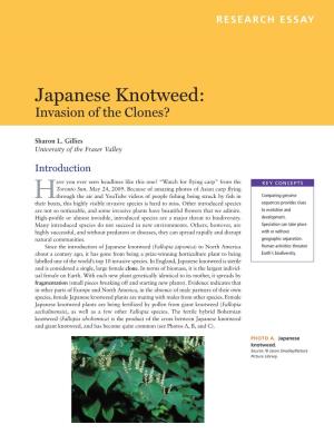 Japanese Knotweed Invasion of the Clones