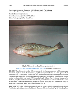Micropogonias Furnieri (Whitemouth Croaker) Family: Sciaenidae (Croakers) Order: Perciformes (Perch and Allied Fish) Class: Actinopterygii (Ray-Finned Fish)