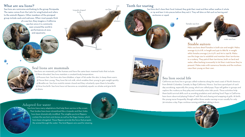 What Are Sea Lions? Adapted for Water Seal Lions Are Mammals Teeth For