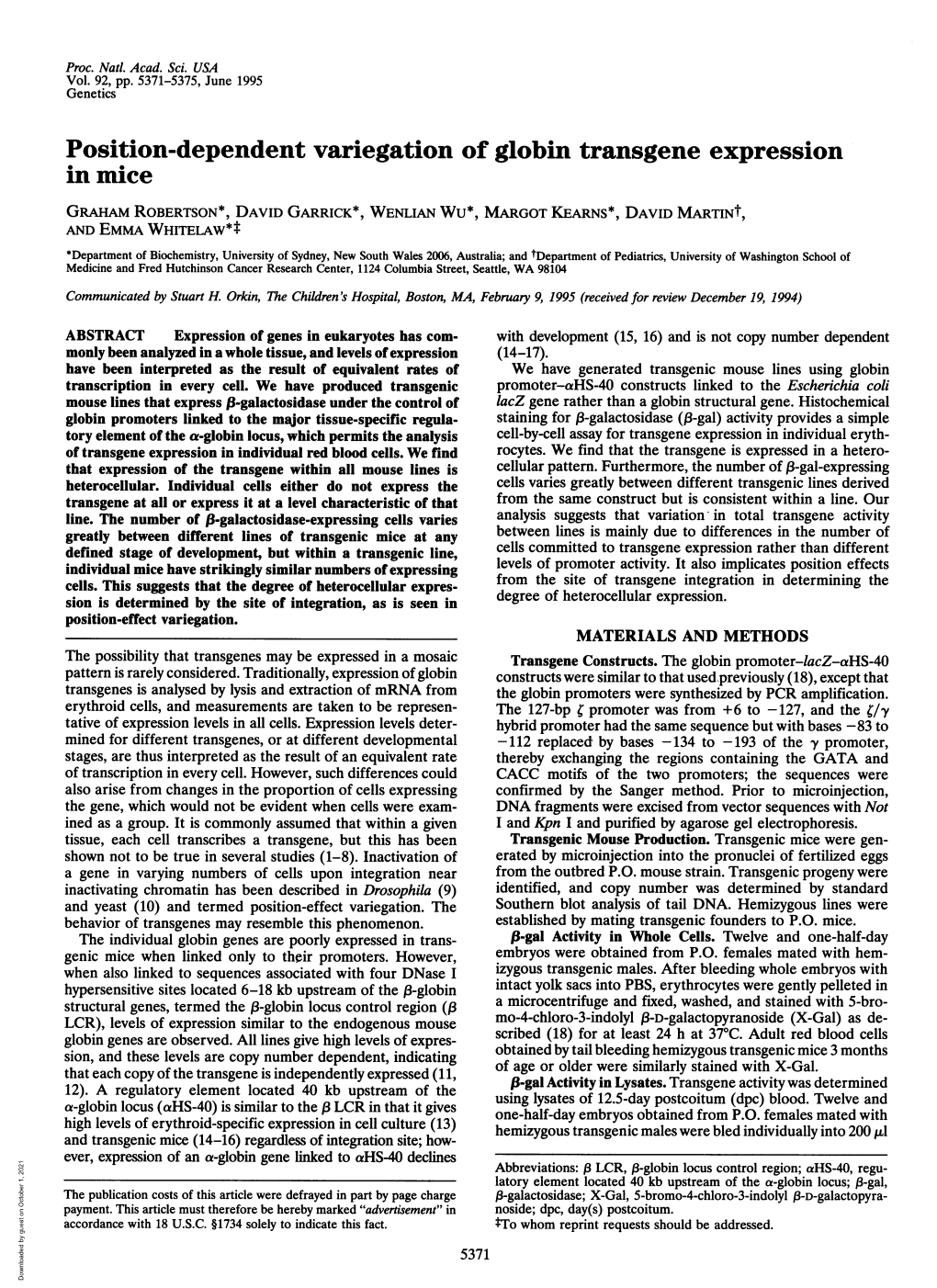 Position-Dependent Variegation of Globin Transgene Expression