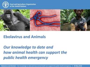 Ebolavirus an Animals