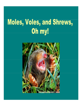 Moles, Voles and Shrews