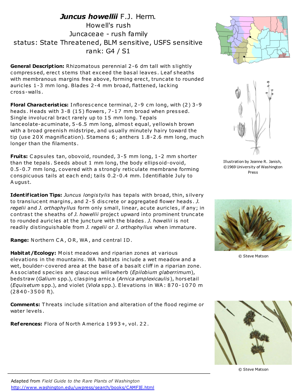 Juncus Howellii F.J