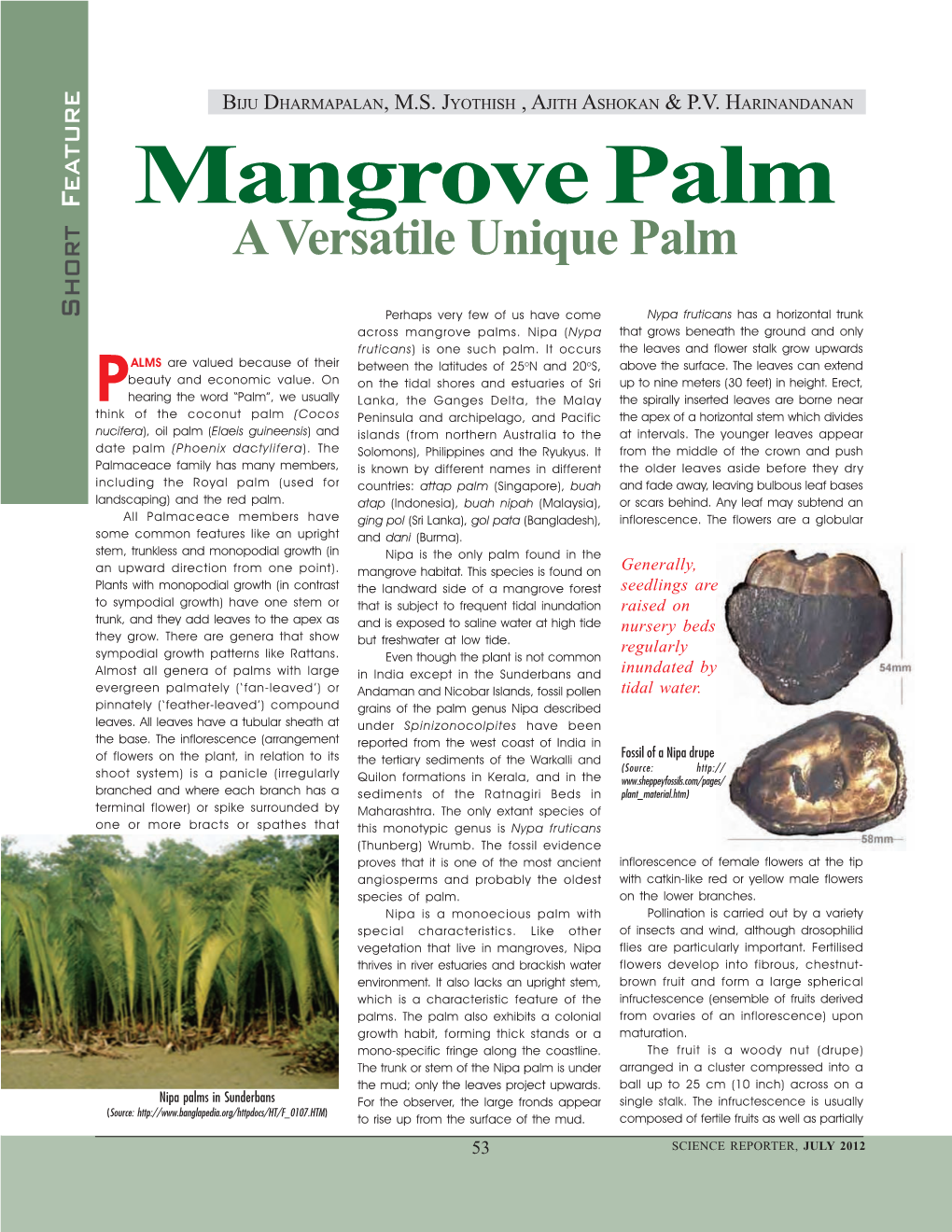 Mangrove Palm a Versatile Unique Palm