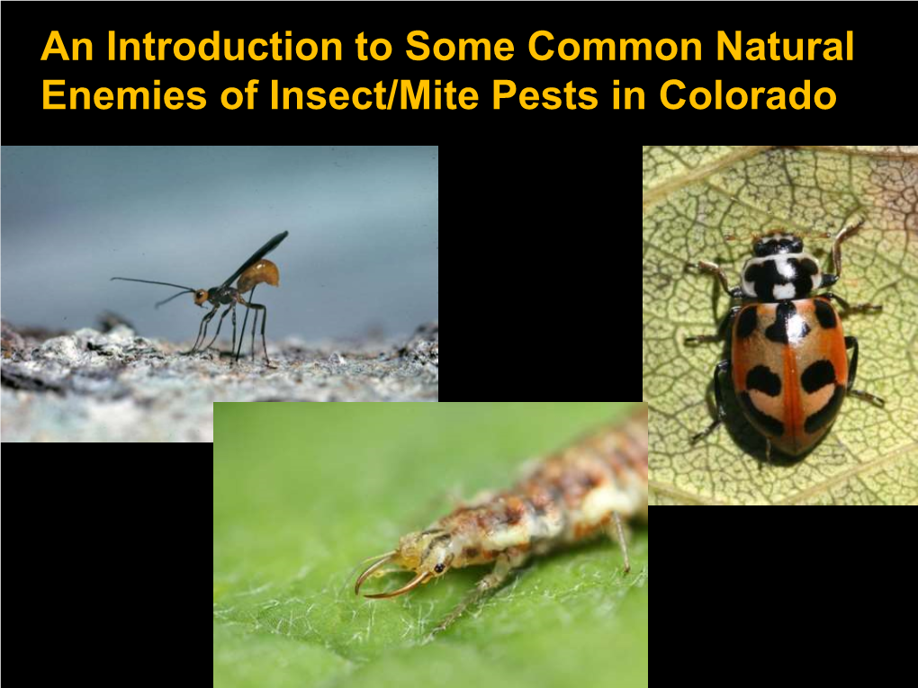 An Introduction to Some Common Natural Enemies of Insect/Mite Pests in Colorado Natural Controls