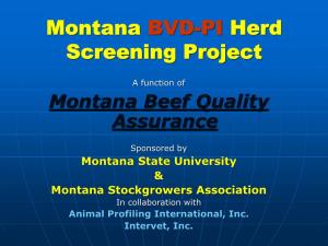 Persistently Infected BVD Cattle