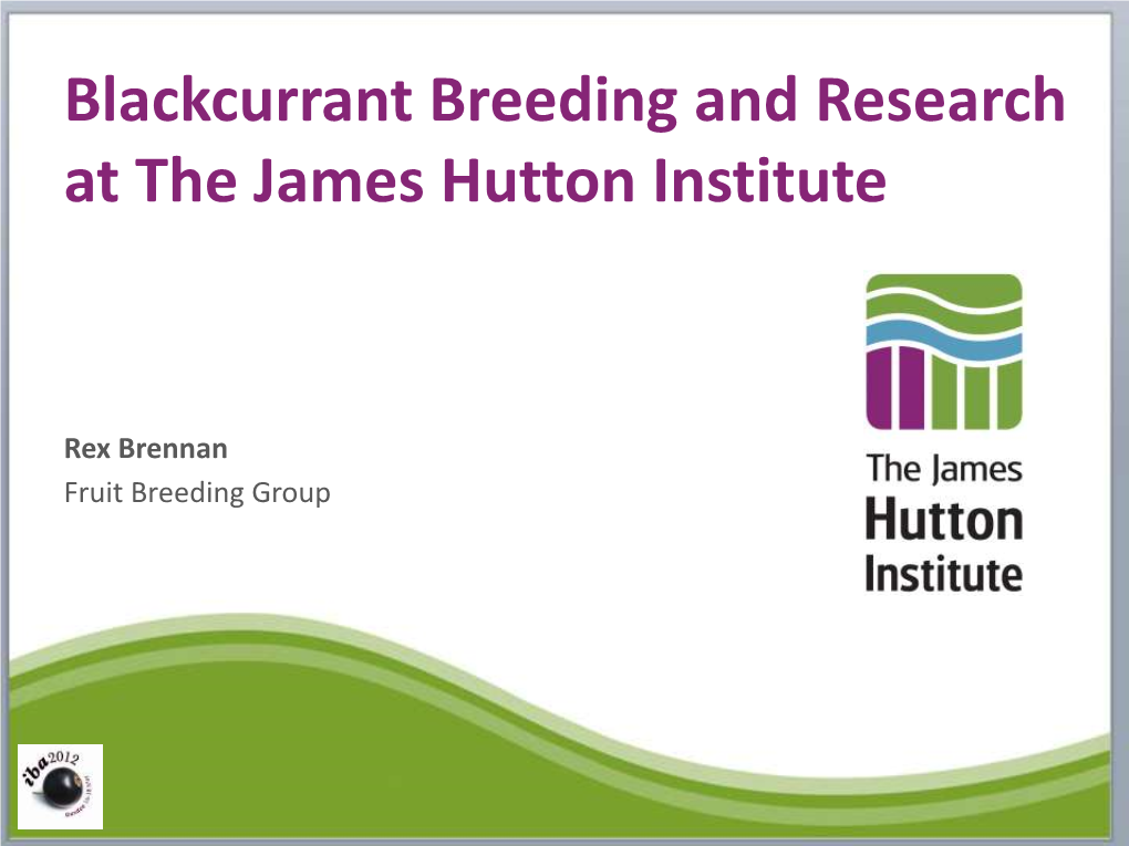 Blackcurrant Breeding and Research at the James Hutton Institute
