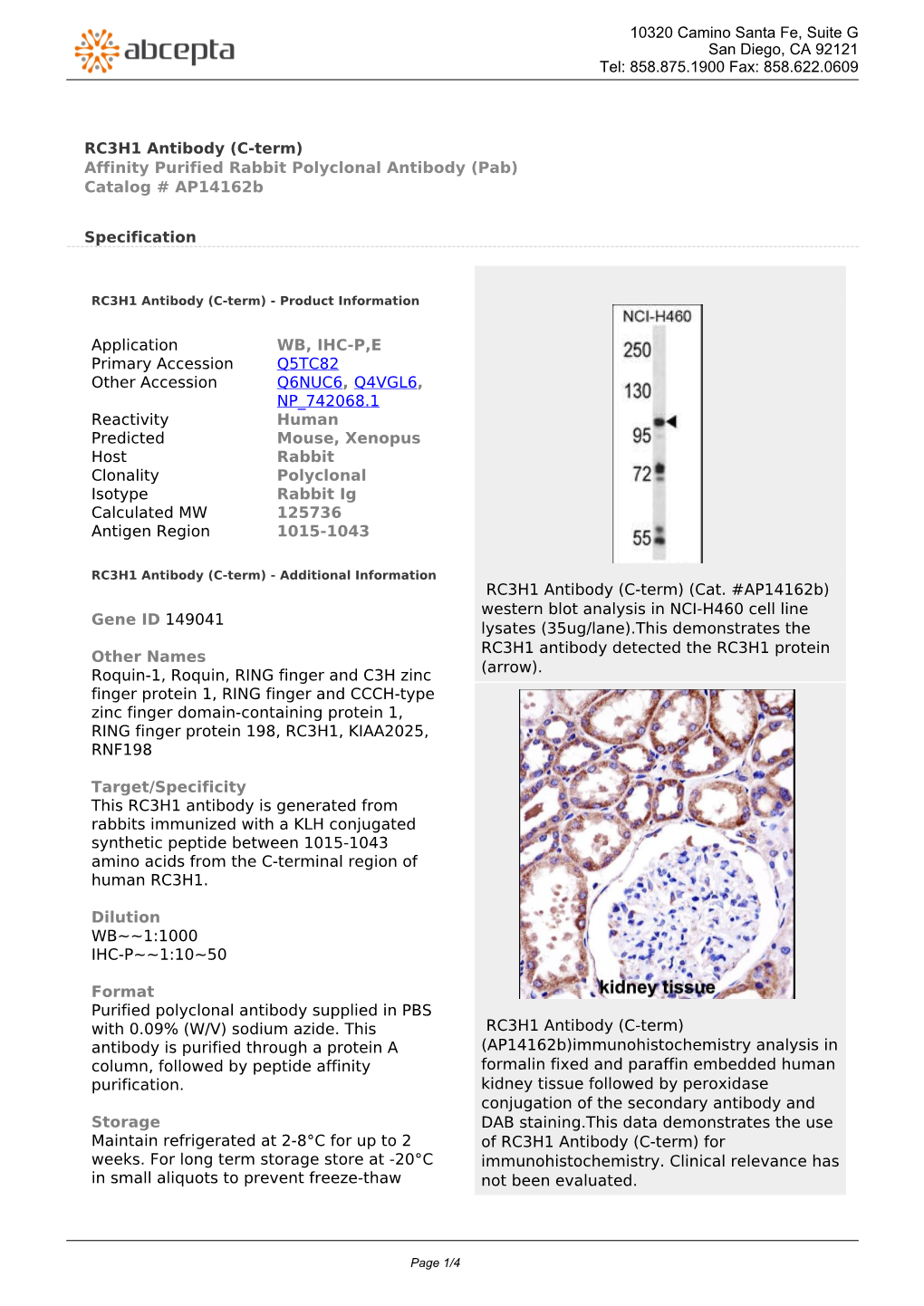 RC3H1 Antibody (C-Term) Affinity Purified Rabbit Polyclonal Antibody (Pab) Catalog # Ap14162b