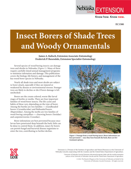 Insect Borers of Shade Trees and Woody Ornamentals