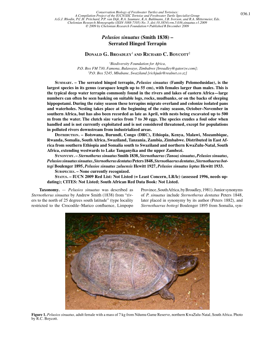 Pelusios Sinuatus (Smith 1838) – Serrated Hinged Terrapin