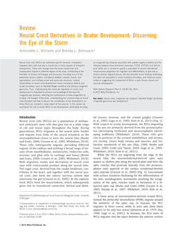 Neural Crest Derivatives in Ocular Development: Discerning the Eye of the Storm Antionette L