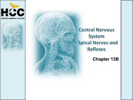 Spinal Nerves and Reflexes