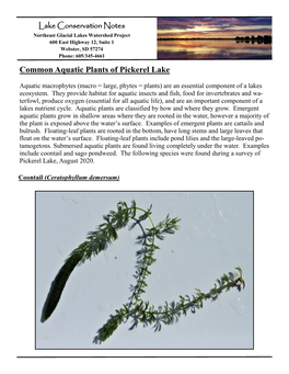 Pickerel Lake Aquatic Plants