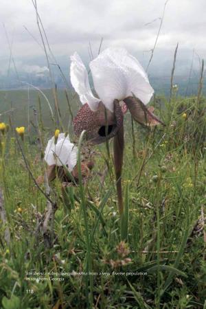 Iris Iberica Subsp. Elegantissima from a Very Diverse Population in Southern Georgia