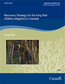 Recovery Strategy for the King Rail (Rallus Elegans) in Canada