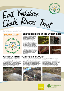 Sea Trout Smolts in the Gypsey Race