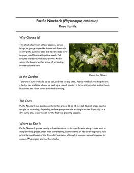 Pacific Ninebark (Physocarpus Capitatus) Rose Family