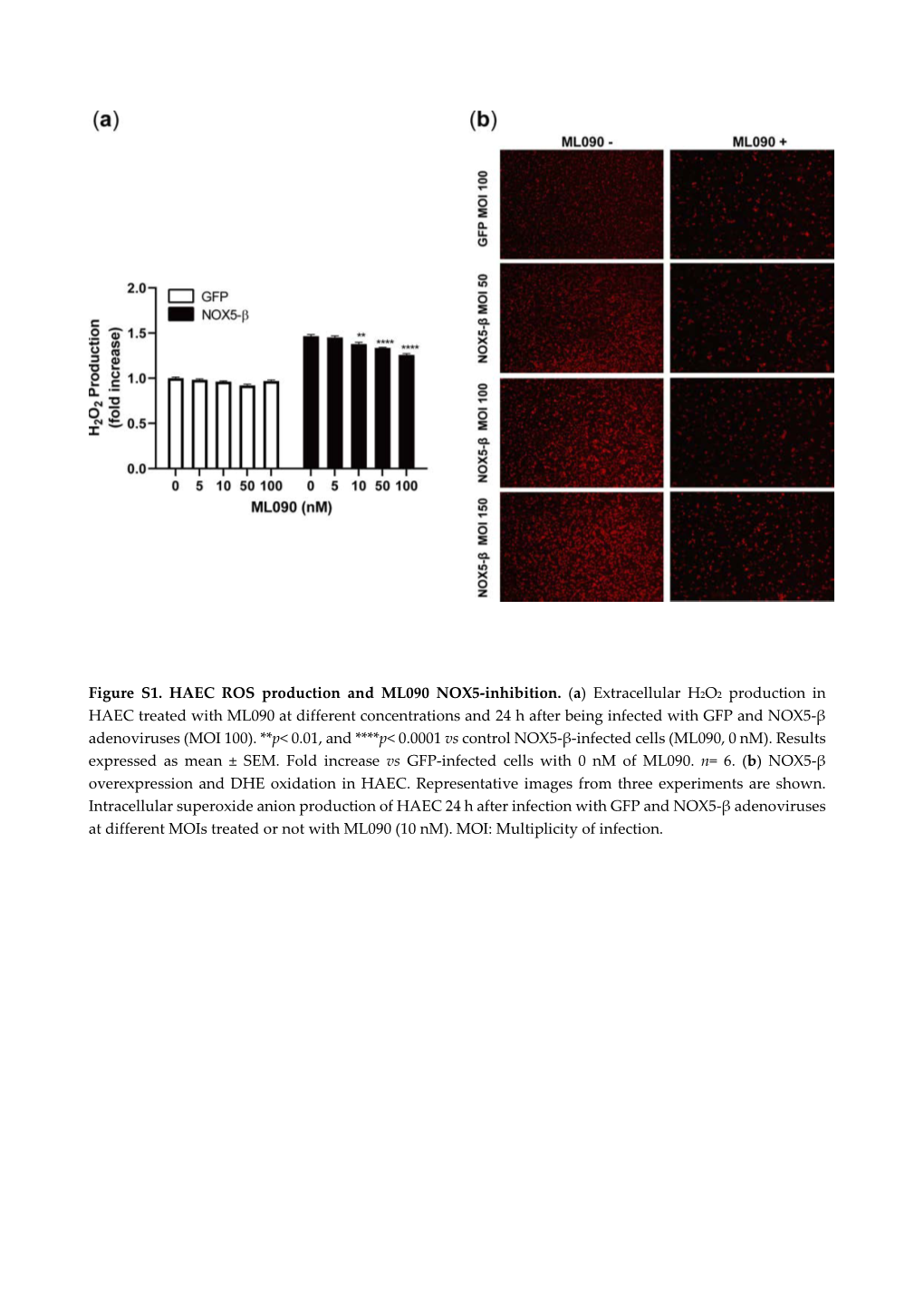 Figure S1. HAEC ROS Production and ML090 NOX5-Inhibition