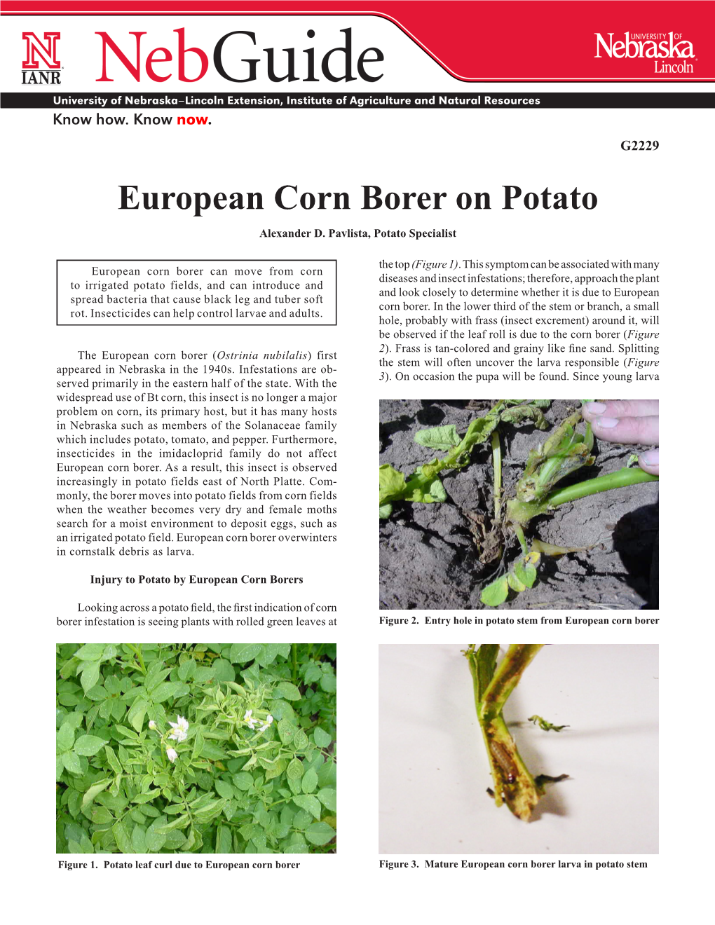 European Corn Borer on Potato Alexander D