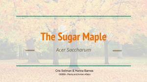 The Sugar Maple Acer Saccharum