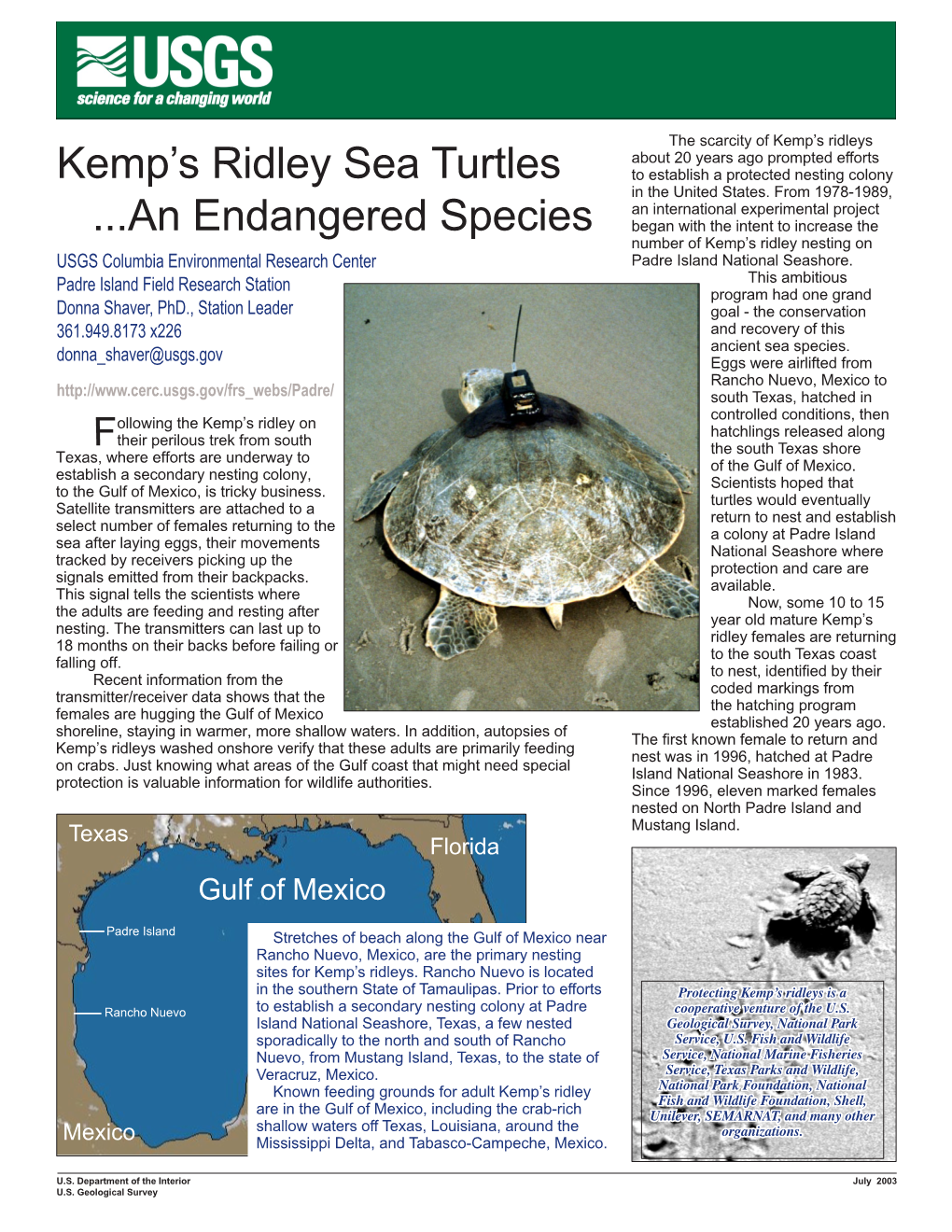Kemp's Ridley Sea Turtles ...An Endangered Species