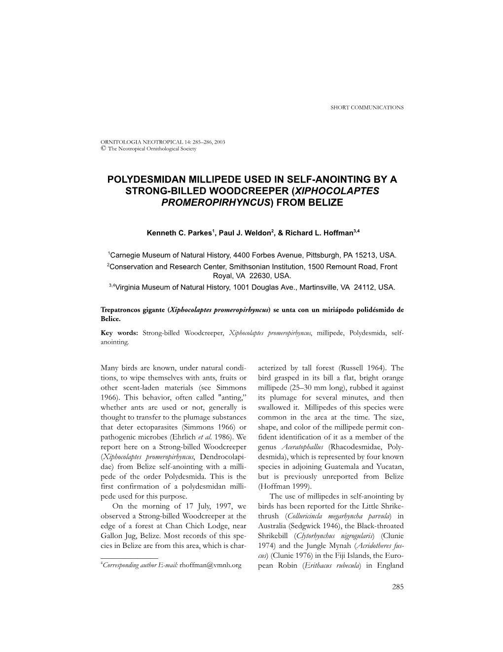 Polydesmidan Millipede Used in Self-Anointing by a Strong-Billed Woodcreeper (Xiphocolaptes Promeropirhyncus) from Belize